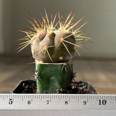 A28-947 Copiapoa cinerea v. tenebrosa, JN1688, Quebrada San Ramon, Ant, grafted