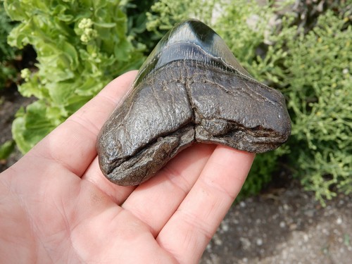 4 INCH MEGALODON FOSSIL SHARK TOOTH STUNNING APPEARANCE - Picture 7 of 10