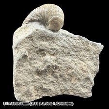 Gryphaea Devil's Toenail Bivalve Fossil Hock Cliff Gloucestershire UK COA