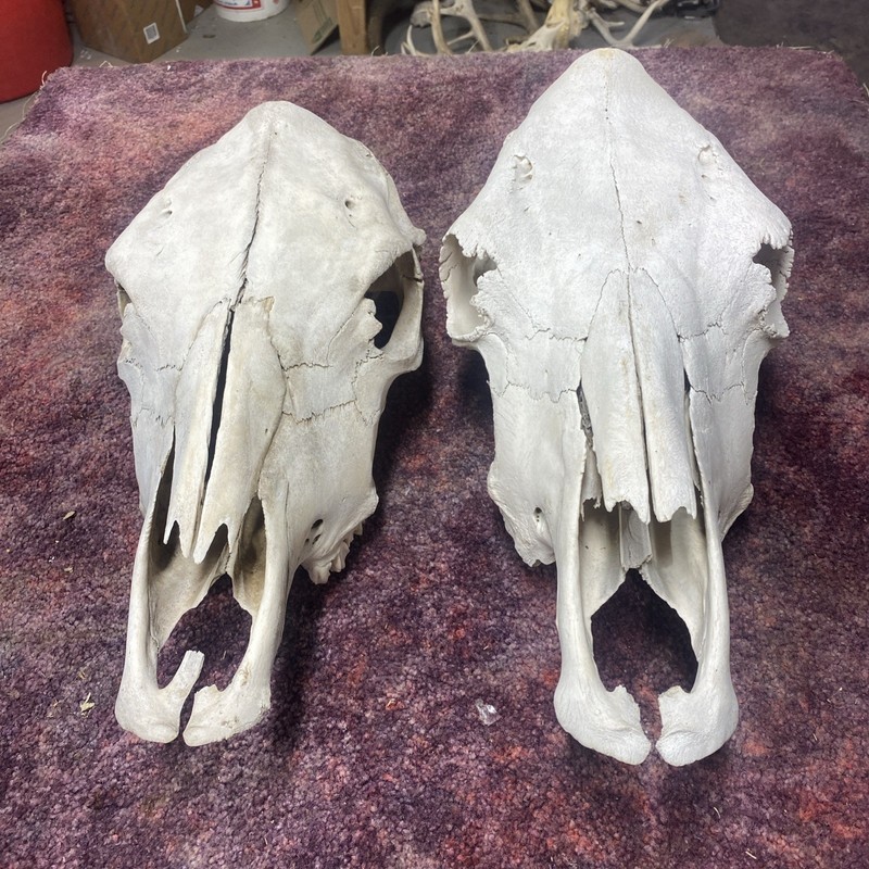 1-19” 1-18” long Real Cow Skull Mother Nature Cleaned western art decor crafts