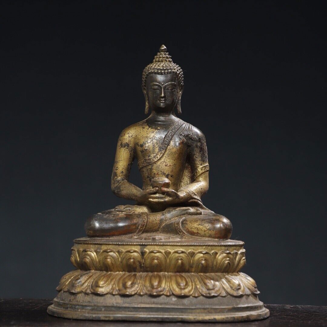 標本 Tibet Cheirotonusmacleayi 59mm Tibet Cheirotonusmacleayi 59mm