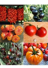TOMATES ANCIENNES : 15 variétés de Graines 100 % BIO , nombreux choix !