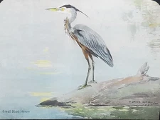 Great Blue Heron, R. Bruce Horsfall 1921, Magic Lantern Glass Slide