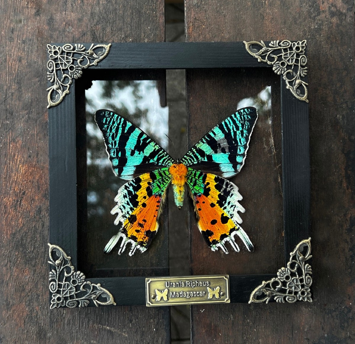 Madagascan Sunset Moth Preserved Butterfly Framed Insect in Clear