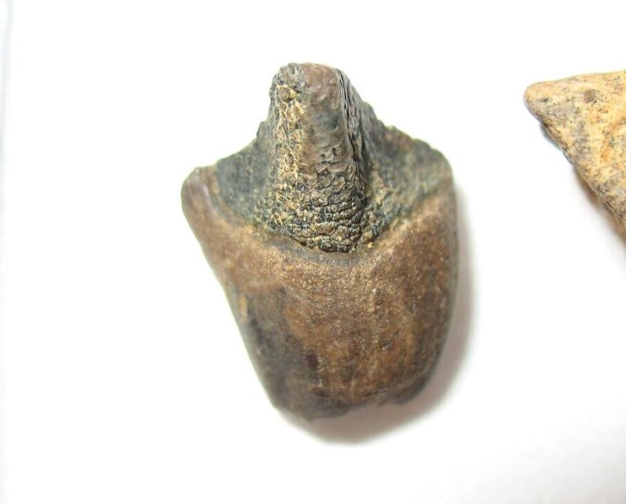 Cretaceous Hell Creek Triceratops dinosaur tooth, frill bone in display