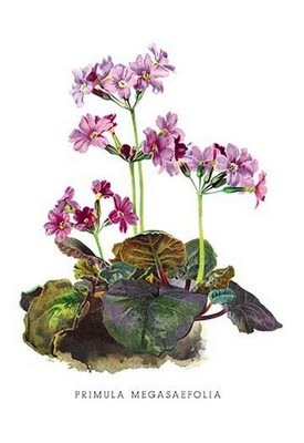 Primula Megasaefolia H.G. Moon Poster Print