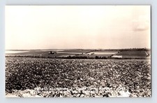 Postcard RPPC Maine Limestone ME Potato Field Blossom 1950s Unique Demo Card