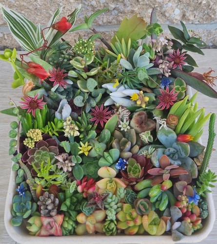 SUCCULENTS Cuttings Echeveria Sedum Senecio Collectors Colour Pack Summer Mix - Picture 8 of 15
