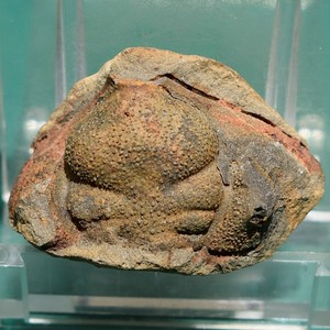 Trilobite, Cryphaeoides rostratus: Bolivia devonian rare trilobite fossil head