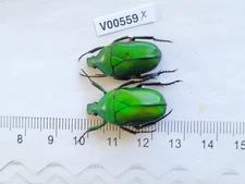 V00559. Insects, Beetles, Cetoniidae sp. North Vietnam, Ha Giang