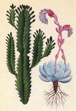 Suculentas, árbol lechero africano y Echevaria laui, Botanicum, 2024 -- POSTAL nueva