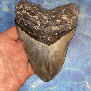 MEGALODON SHARK TOOTH 5.41” HUGE TEETH MEG SCUBA DIVER DIRECT FOSSIL NC 0396