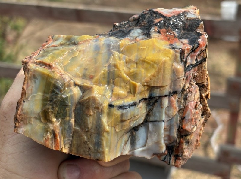 ☘️RR⛏️: Top Quality Arizona Rainbow Petrified Wood, 2.25 Lb 🌈