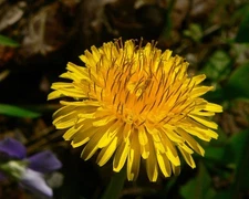 Dandelion Starter Plant - Free Shipping!