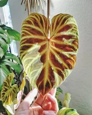 Pretty Imported Double Alocasia Orange Shade Colour Flower Bulbs Pack Of 2 Bulbs