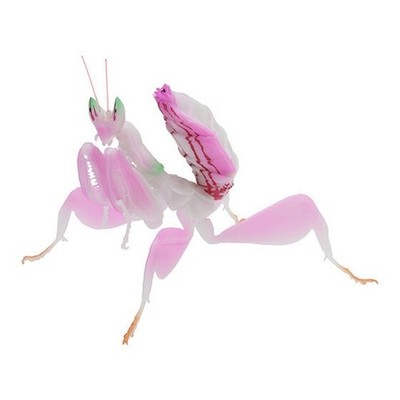 The Diversity of Life on Earth Mantis 03 Set of 6 Complete Bandai