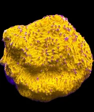 Live Coral Litho Orange Sunshine