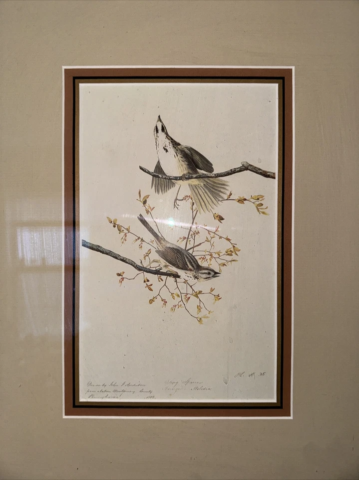 John James Audubon Folio Plate 256 Song Sparrow Edición Limitada Impresión - Enmarcado Foto 4 de 4