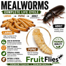 Live Mealworms 1000 Count   Fresh Feeder Insects for Reptiles  Birds