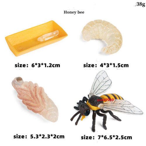 Toy Gift For Simulating The Growth Cycle Of Wild Animal Model Bee Insect - Afbeelding 1 van 1
