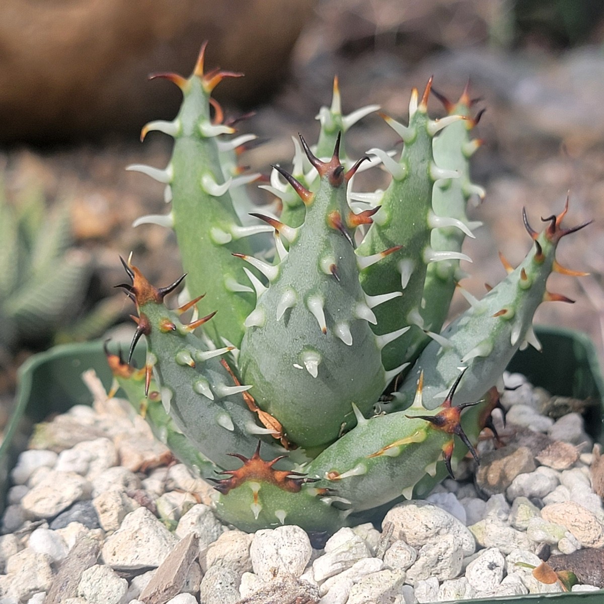 Aloe erinacea 'Goree' | eBay