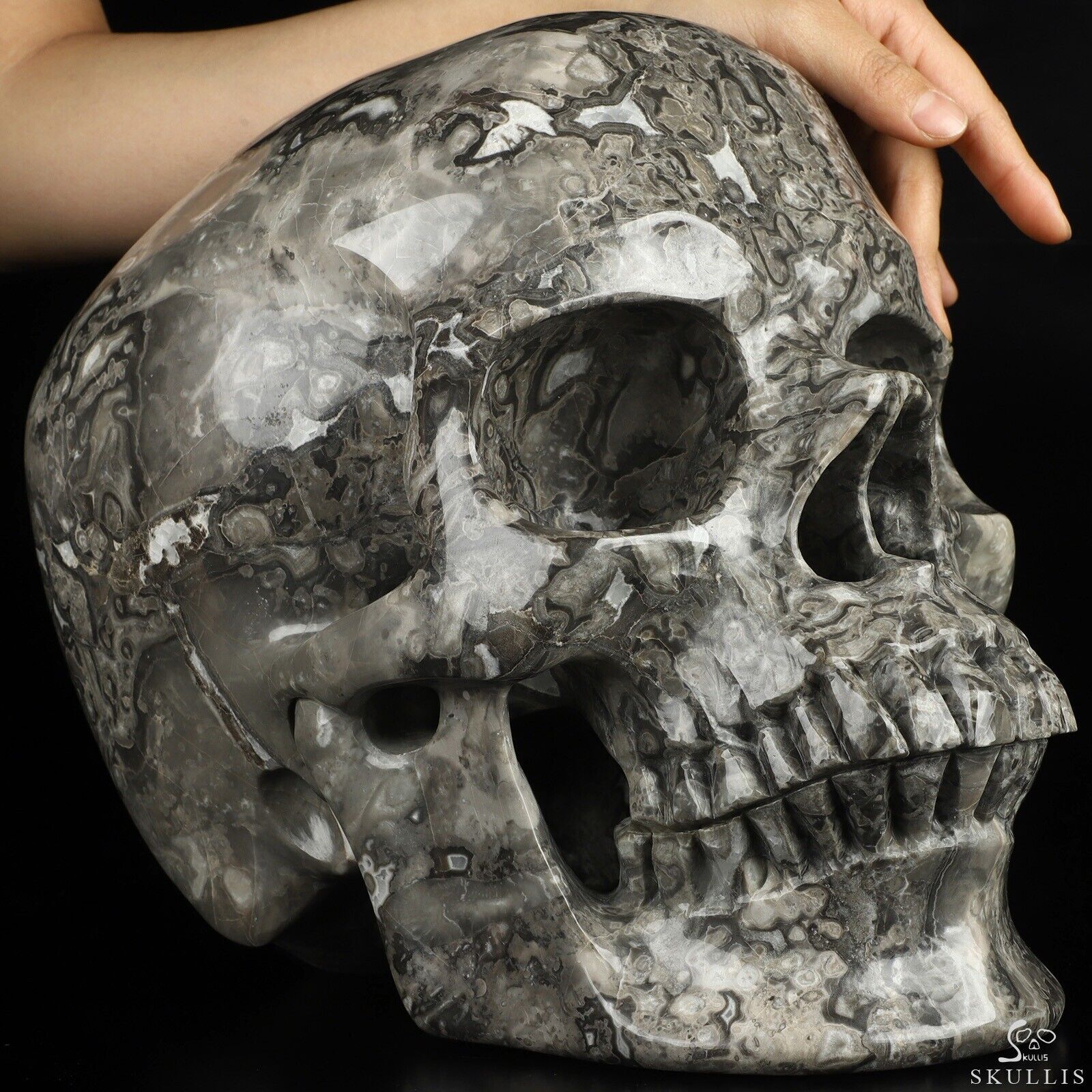 Super Realistic! Lifesized 13.4" Crocodile Jasper Hand Carved Crystal Skull