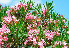 25 Graines - Laurier-rose - Nerium Oleander - Rustique -15°c - BIO