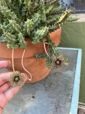 Cactus Huernia hystrix live blooming cactus plant