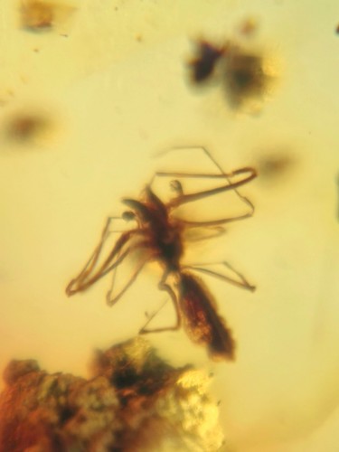 unique Arachnida spider Burmite Myanmar Burmese Amber insect fossil dinosaur age