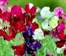 SWEET GUISANTE BIJOU ENANO COLORES MEZCLADOS Lathyrus - 110 semillas a granel