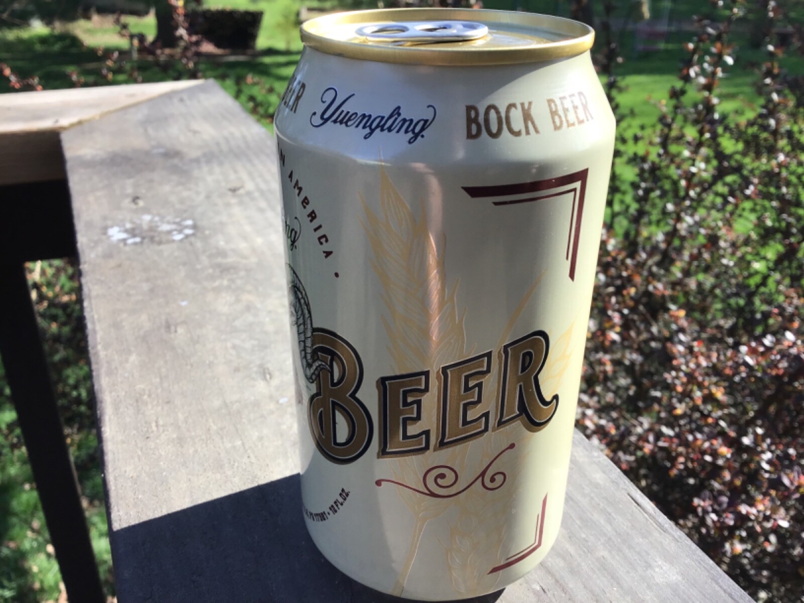 Yuengling Bock beer can