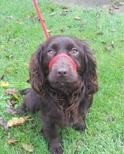 Anti-pull Figure of 8 Eight Head Halter Dog Lead 10mm soft braid  Handmade in UK