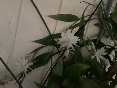 Night Blooming Cereus Cacti, 3 Rooted Clippings 4-11  + 1 free
