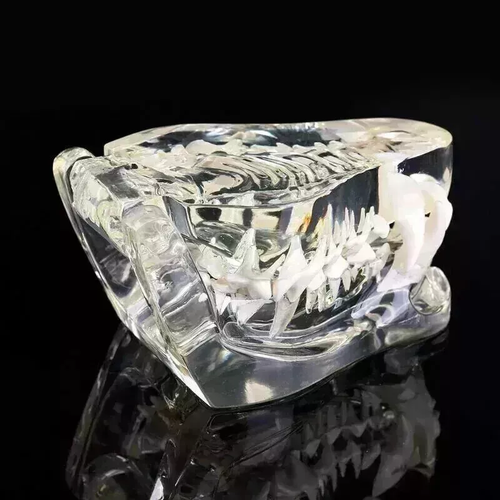 Dog Teeth Model Tooth Transparent Anatomical Veterinary Canine Teaching PVC - Picture 6 of 9