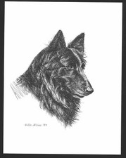 #343 BELGIAN SHEEPDOG  dog art print * Pen & ink drawing by Jan Jellins
