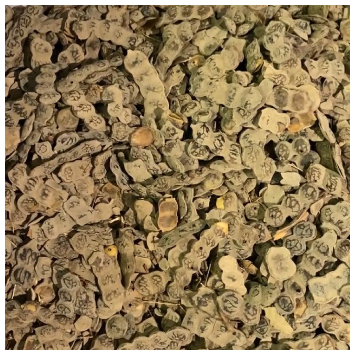 Nep Nep Détox Féminin Infusion Vrac 1 Kg - Plante Drainage Et Digestion Femme