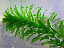 Egeria densa - Pianta a Crescita Veloce per acquario 5 steli + caridina yellow