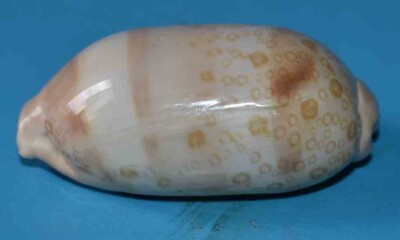 SEA SHELL - MUSCHELN - CYPRAEIDAE - CYPRAEA ARGUS DECOLORATA - 63mm