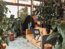 3 plants The Office Pack indoor desk house plants air purifying easy care   