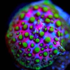 CORALS OF EDEN ~ God of Beast Mode Mushroom Coral Frag - Live Coral for Sale