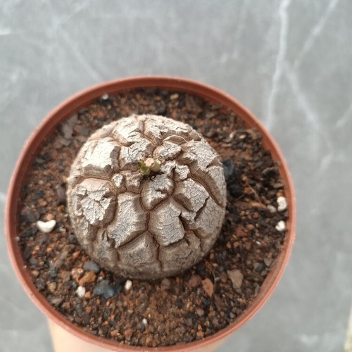 6-7CM 1PCS Cactus Live Plant Dioscorea Elephantipes Beautiful Rare Garden Cactus - Imagen 5 de 10