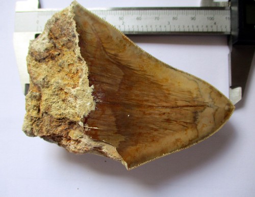 Megladon fossiler Zahn 4,3" große schöne Serationen USA - Bild 3 von 6