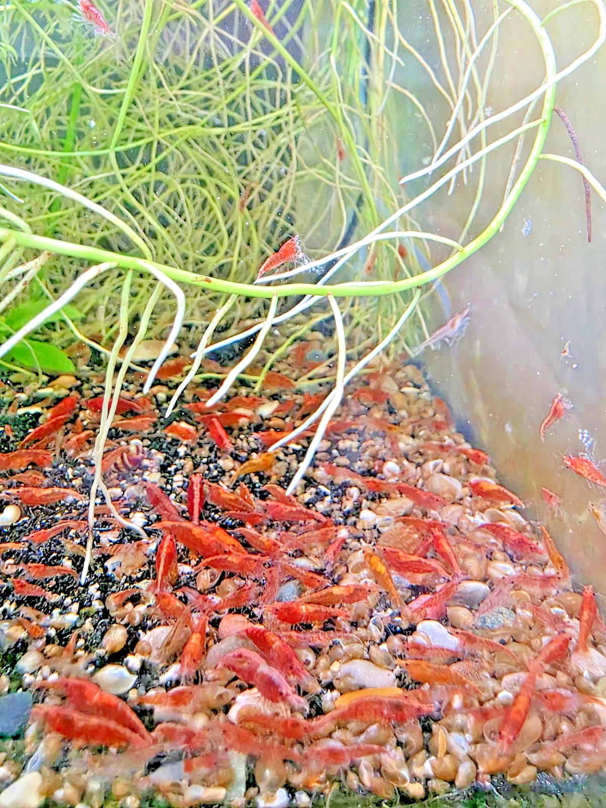 10+ RED CHERRY SHRIMP Neocaridina Free Shipping