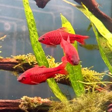 12 Cherry Barb ~1" (Tank Raised) US SELLER FedEx Priority Overnight Shipping