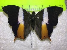 UAP 19  A+/A    GOING OUT OF BUSINESS SALE CLOSE OUT SALE