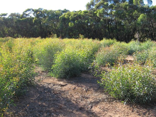 EUCALYPTUS OIL 100% AUSTRALIAN (BLUE MALLEE) ~ Two Litre - Picture 2 of 5