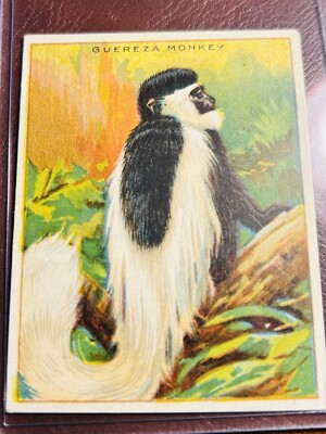 Vintage Hassan Tobacco Cigarette Animal Cards - Guereza Monkey - New To  Market