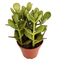 1 JADE PLANT LIVE  SUCCULENT CACTI BONSAI Crassula Ovata WELL ROOTED