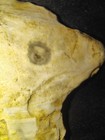 Antique Indian Artifact Birdhead Effigy. Rare And Authentic — photo 1