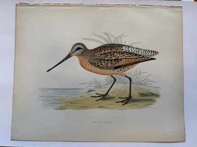 1855 B.R. Morris ''BROWN SNIPE'' Antique Bird Print Original Hand Colored